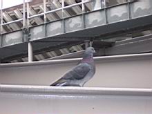 ptica na gredi Disney Hall-a.jpg